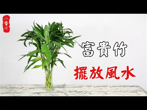 富貴竹開花風水|開運富貴竹風水指南：如何選擇數量？避免這6個禁忌，提升家庭。